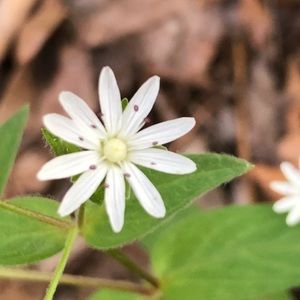 Meet your Posher, Kellie